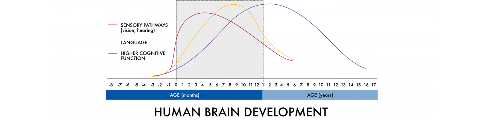 Human Brain Development chart